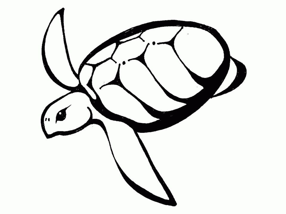 Caretta Research Project on the Web