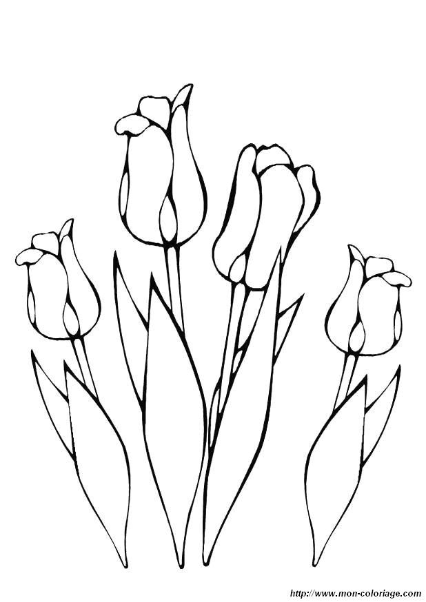 coloring Flower, page tulip