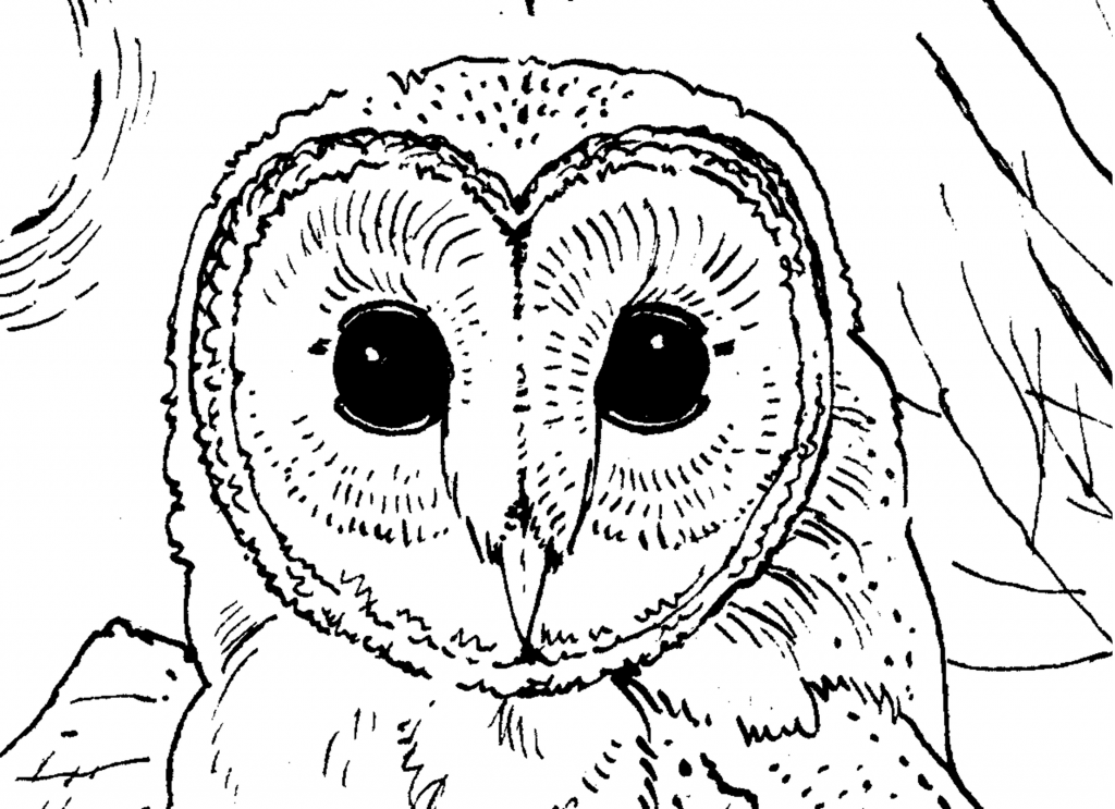 Closeup owl face – free coloring pages | Easy Coloring Pages for All