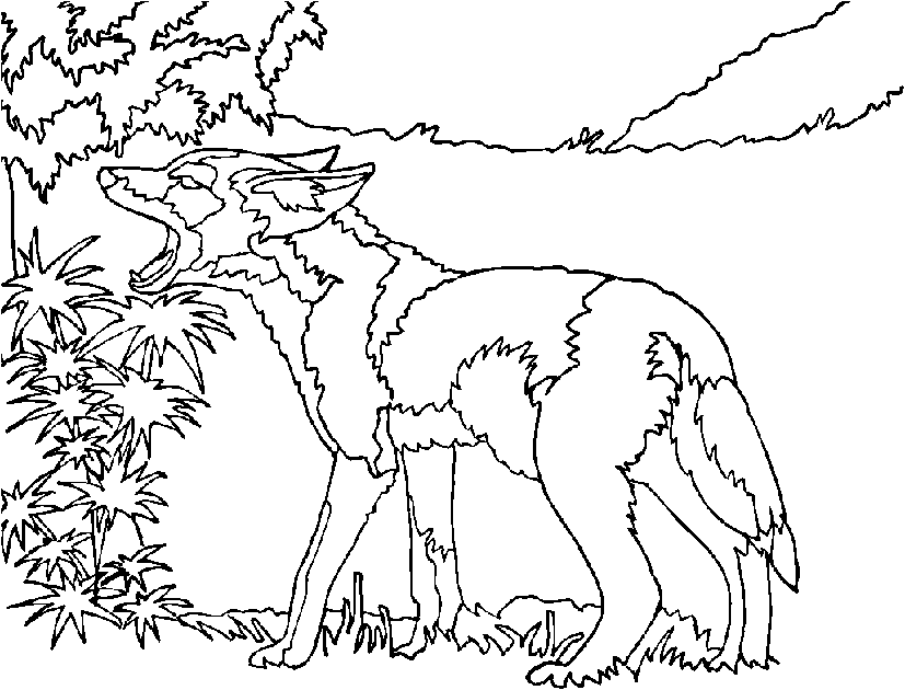 pictures of a coyote coloring home joyeux anniversaire dinosaure coloriage