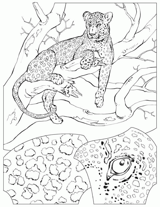Africa Animal Coloring Pages | Animal/Habitat study