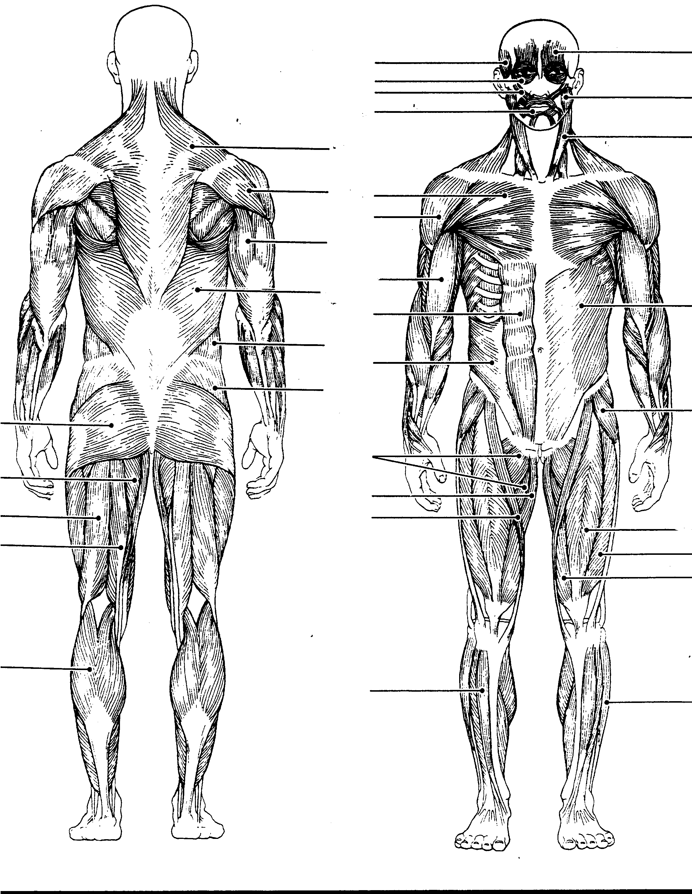 Anatomy Coloring Page Muscles Coloring Home