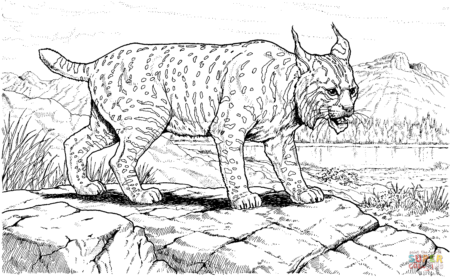 lynx coloring pages | Only Coloring Pages