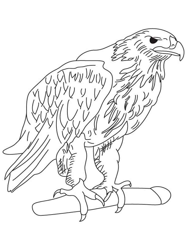 Eagle coloring pages. Download and print Eagle coloring pages