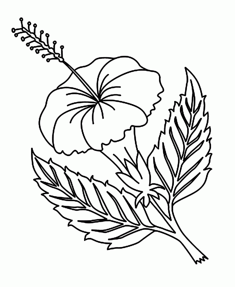 Hawaiian Flower Coloring Pages Printable - Coloring