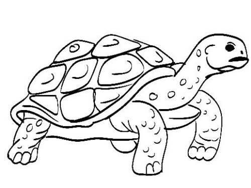 Aesthetic Turtle Coloring Page » Turkau