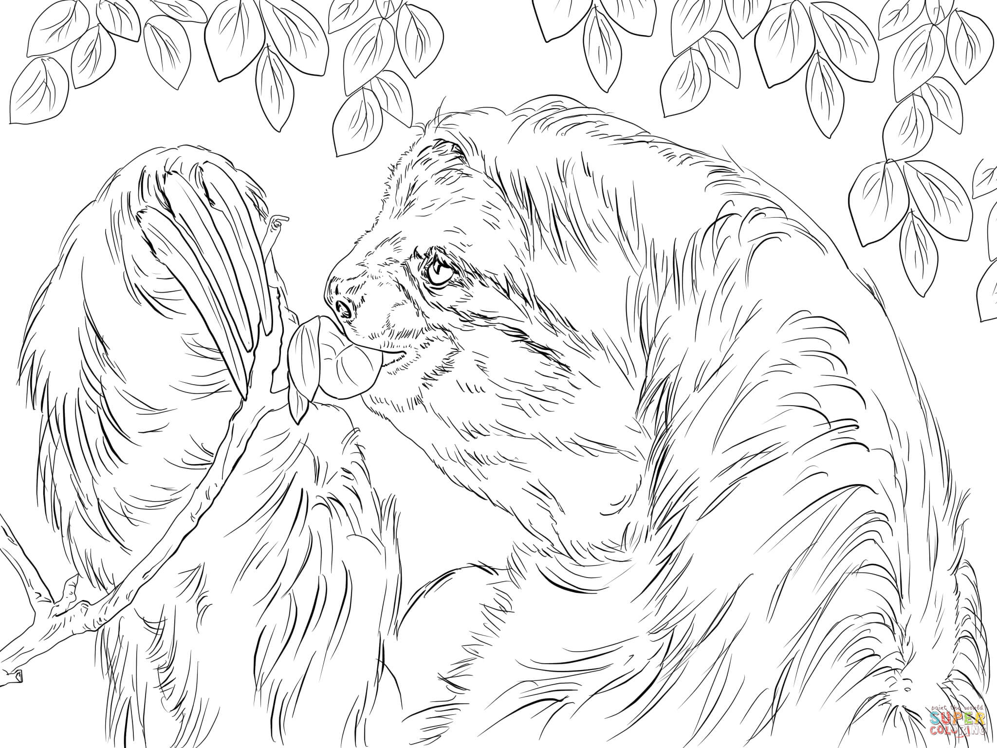 Three Toed Sloth Eating Leaves Coloring Page   Free Printable ...