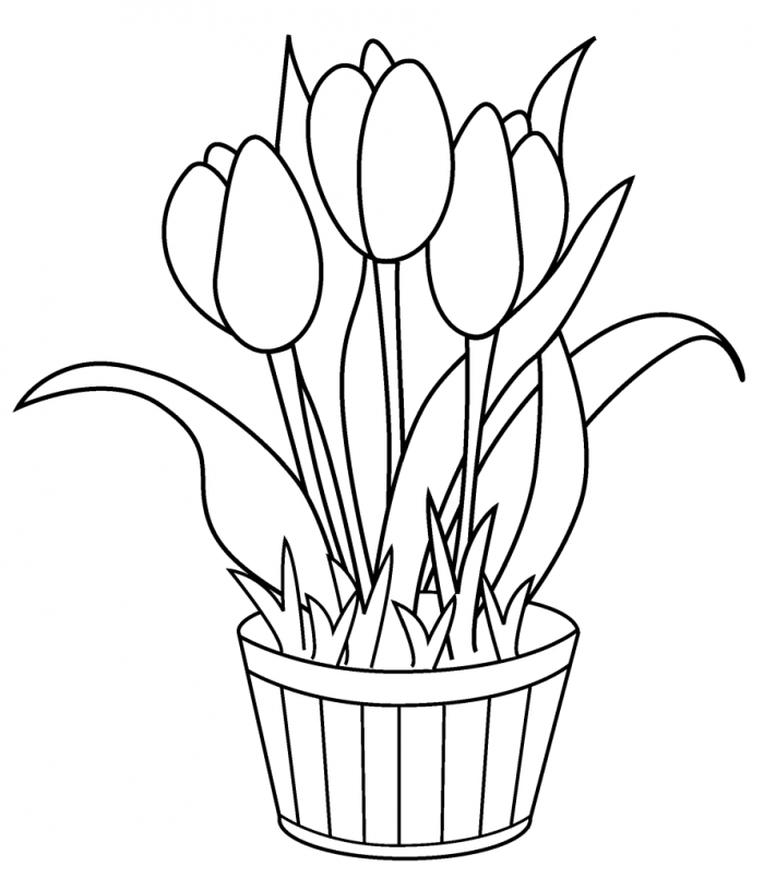 Tulip Coloring Page For Kids