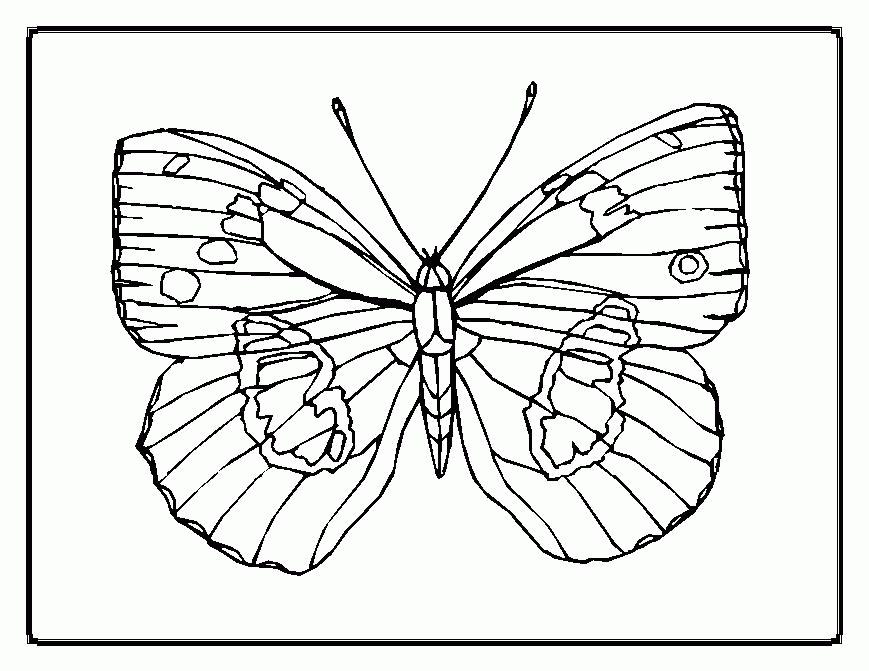 Painted Lady Butterfly Coloring Page - Coloring Home