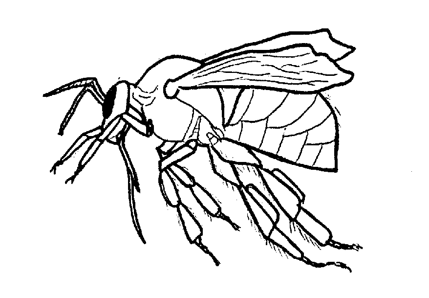 Bee coloring pages for honey lovers