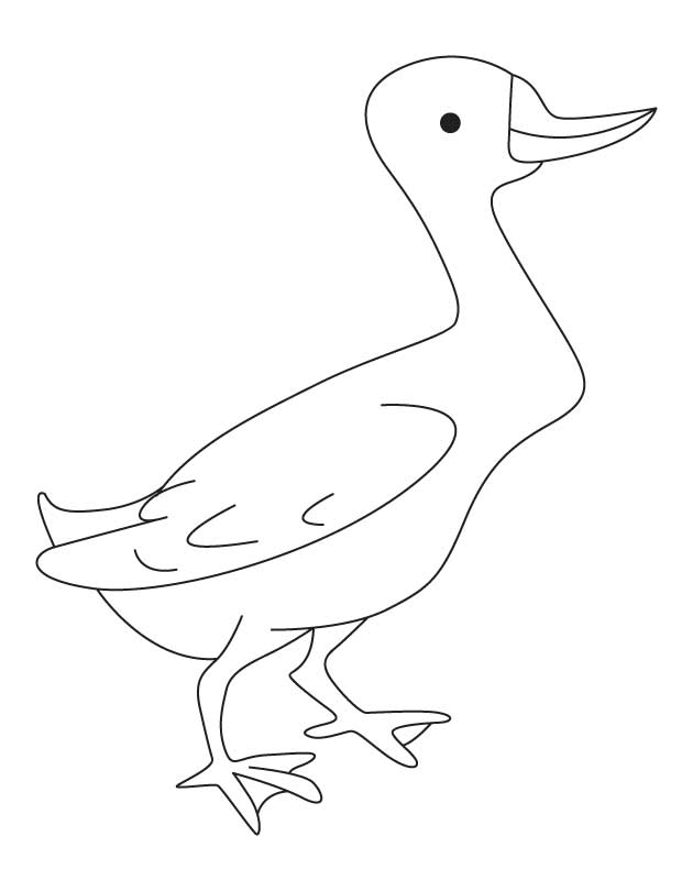 Mallard Duck Coloring Pages - Coloring Home