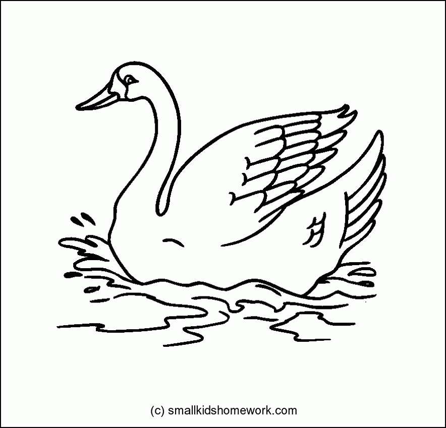 Swan - Outline and Coloring Picture with Facts