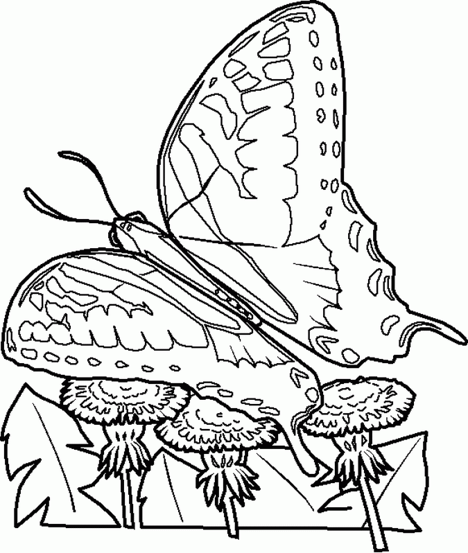 coloring-pages > insects-bugs-coloring-pics > SWALLOWTAIL-INSECTS 