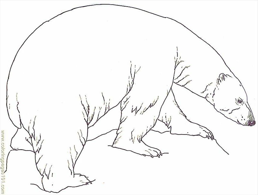 Coloring Pages Mural Tsb Polar Bear Reversed (Mammals > Bear 