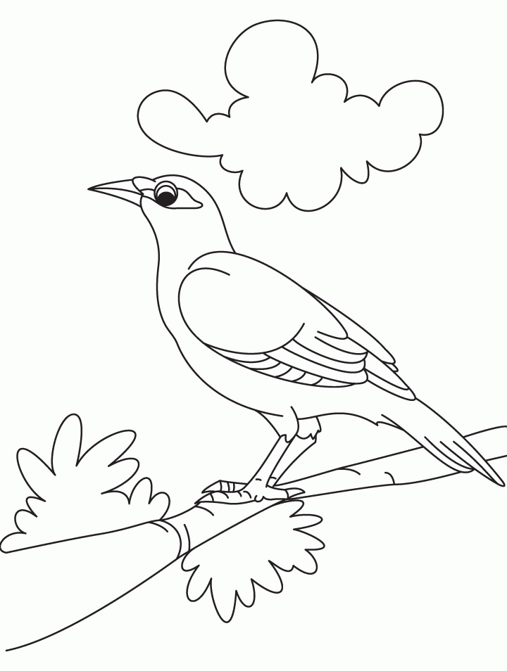 A cute myna bird coloring page | Download Free A cute myna bird 