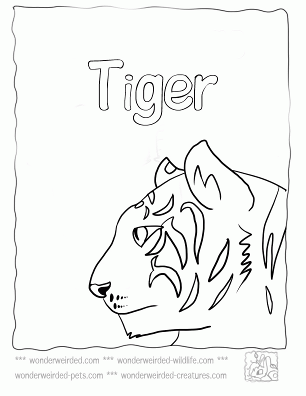Tiger Drawings For Kids - Coloring Home