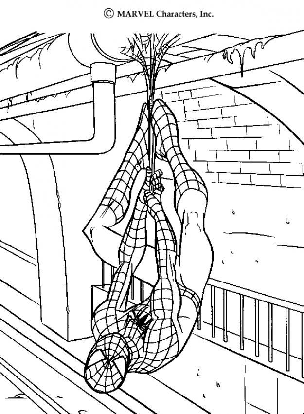 Spiderman coloring pages and printouts – free