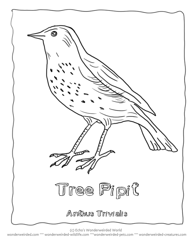 Bird Identification Poster Tree Pipit Anthus Trivialis