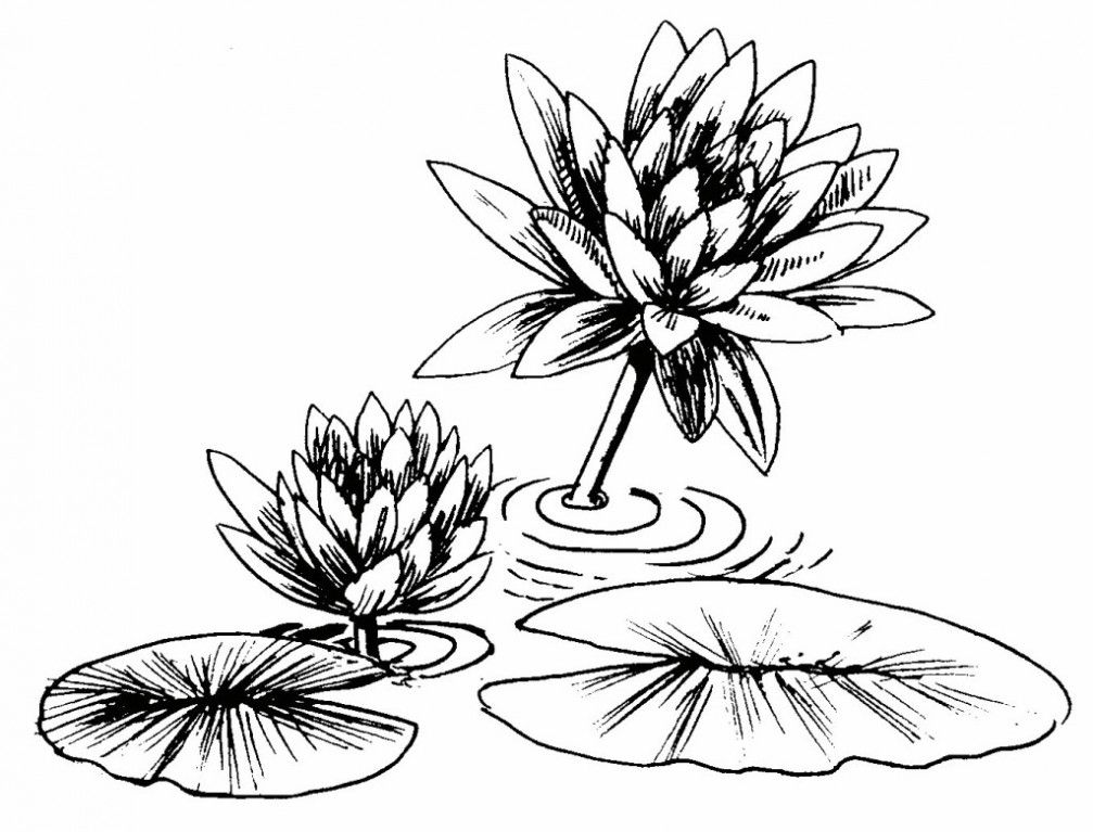 Simple Lily Flower Drawing Outline Wallpaper « Free latest HD 