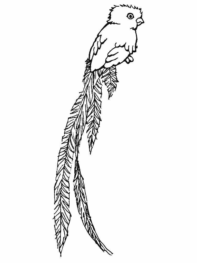 Quetzal Coloring Page - Coloring Home