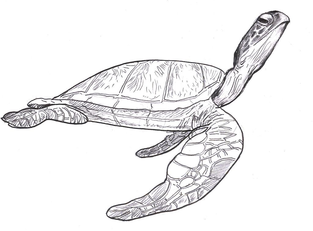 Sea Turtle Coloring Pages - Free Coloring Pages For KidsFree 