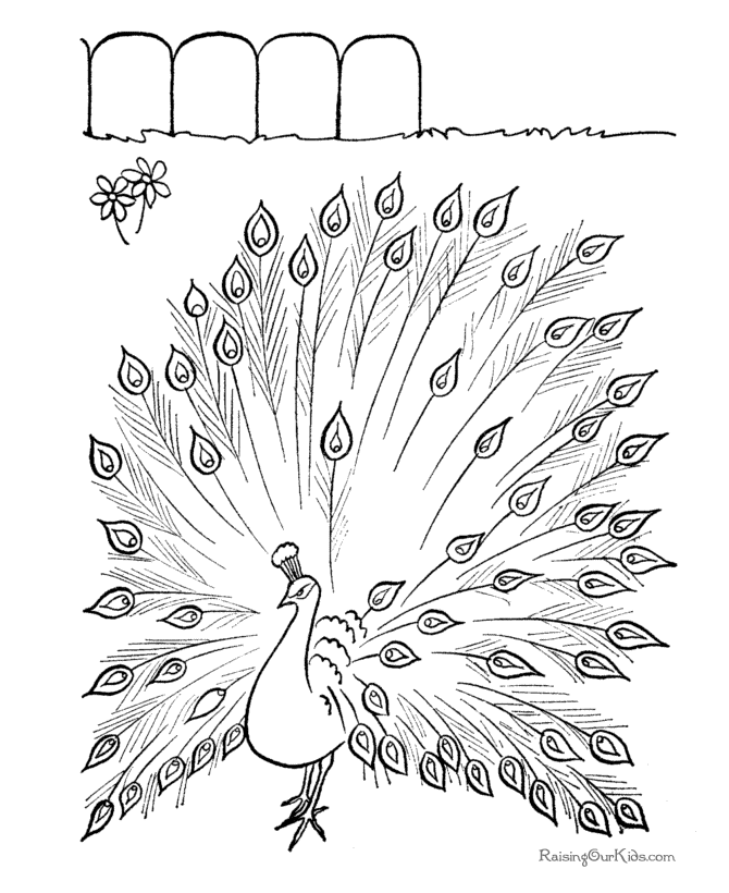 Peacock Coloring Pages | Openwheel.org Kids