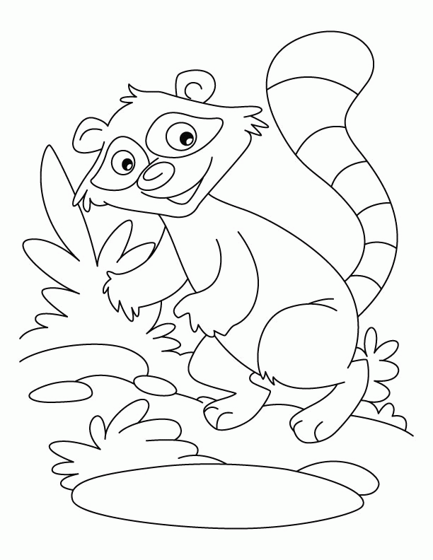 Raccoon a washer dog coloring pages | Download Free Raccoon a 