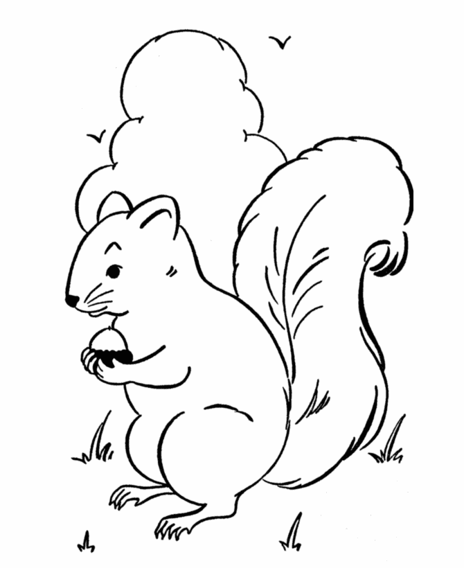 SQUIRREL Colouring Pages (page 3)