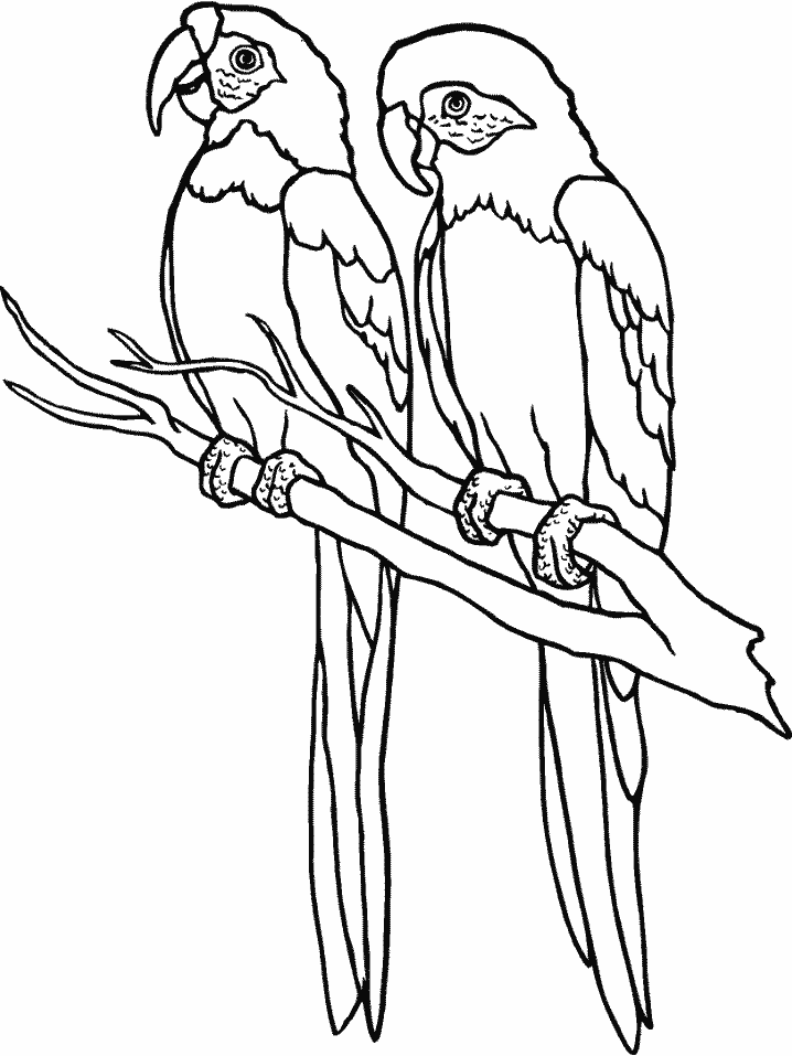 Printable Parrot3 Animals Coloring Pages
