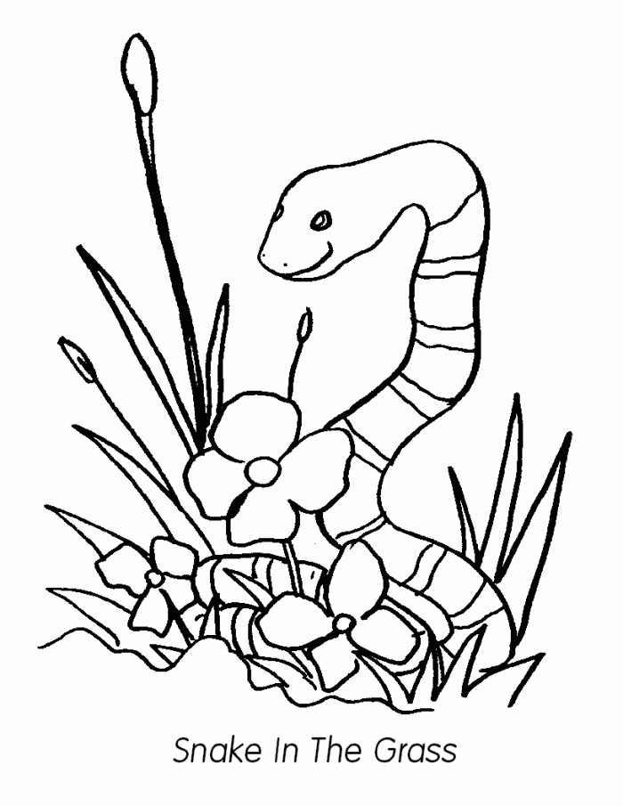 Grass Snake Coloring Pages