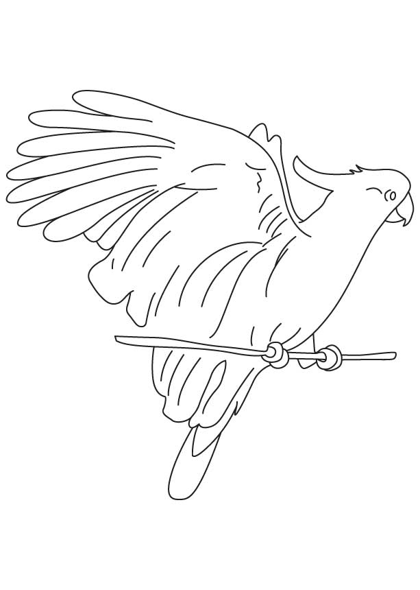 Best Macaw Coloring Pages