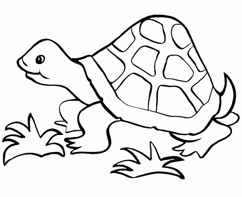 Turtle-Coloring-Pages-For-Kids.jpg