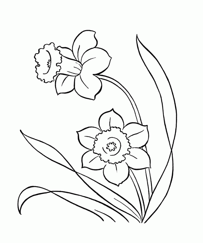 spring flower coloring page  coloring home