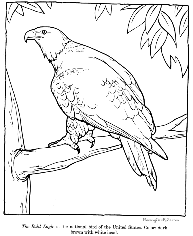 Bald Eagle Coloring Page Zoo Animals