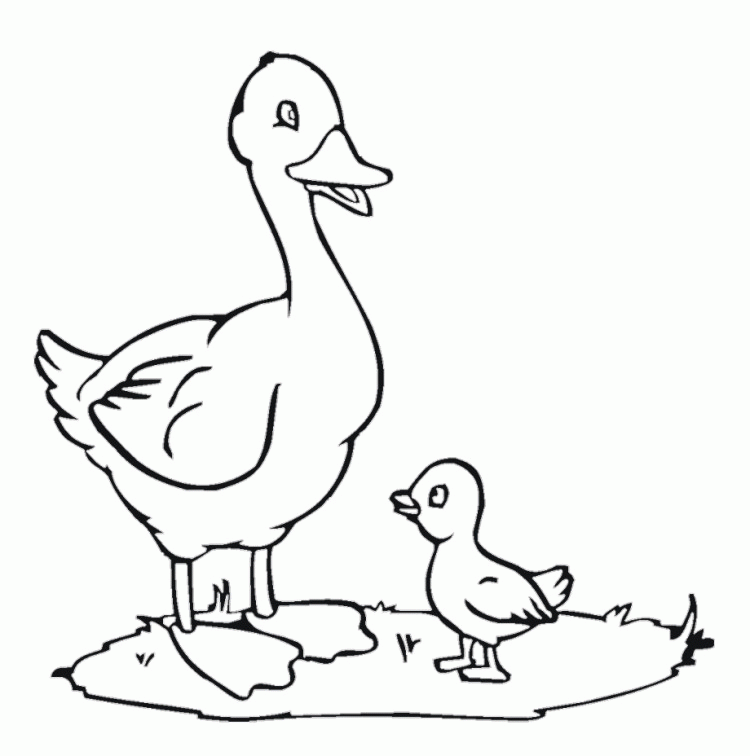 Duck Say Quack-Quack Coloring Pages - Animal Coloring Coloring 