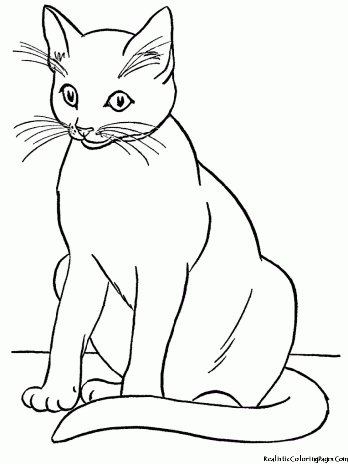 Cat Coloring Pages Realistic | 99coloring.com