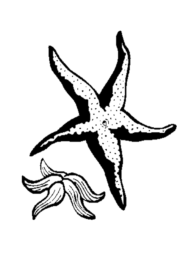 Starfish Coloring Sheet