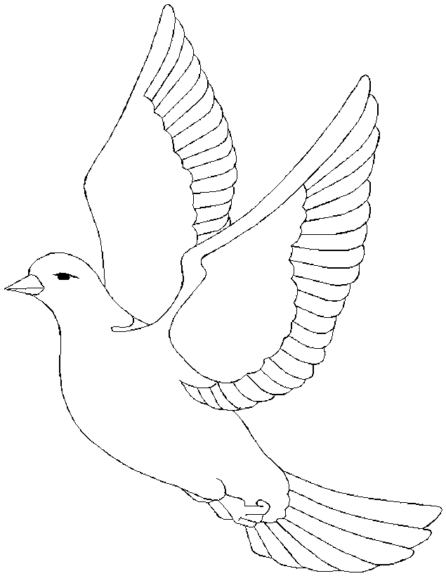 Back Print This Dove Color Page Animal Coloring Pages Gallery 