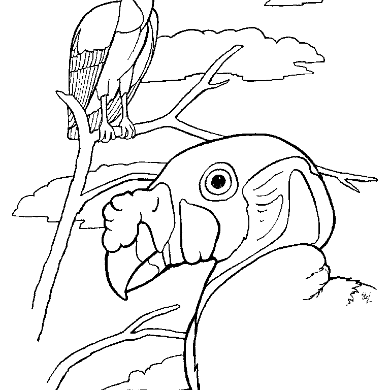 king vulture Colouring Pages
