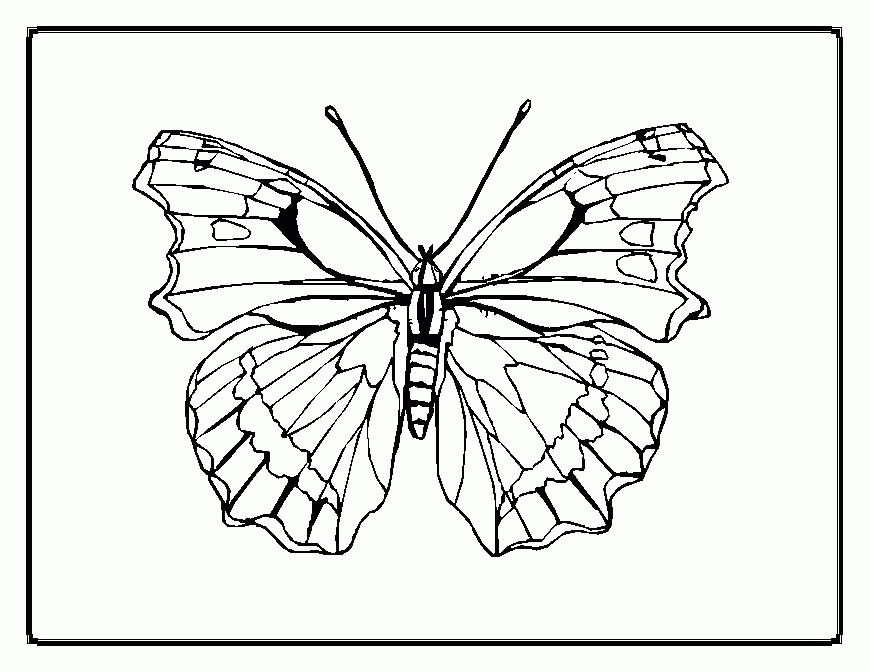 Butterfly Coloring Pages For Kids Tattoo