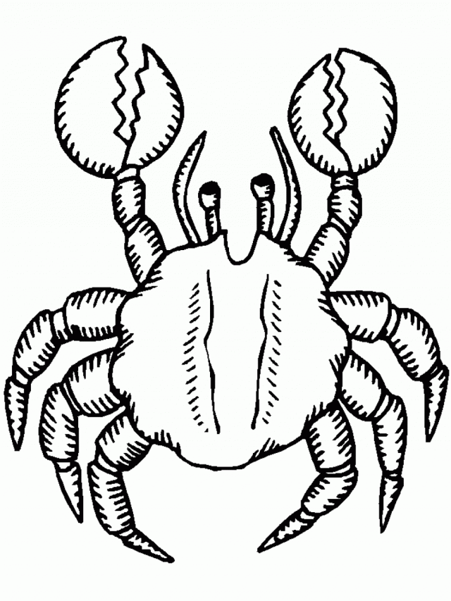 3330 Free Toddler Crab Animal Coloring Page Templates For Toddler 