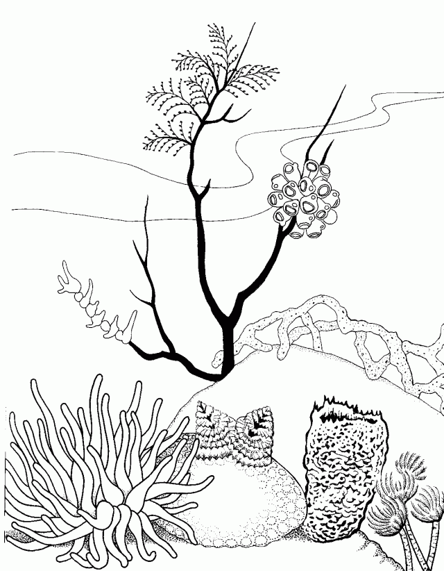 Viewing Gallery For Coral Coloring Pages For Kids 83429 Reef 
