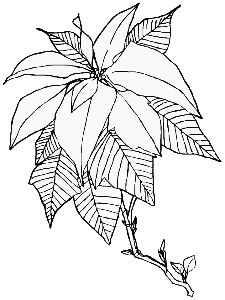 Download Poinsettia Picture - Coloring Home