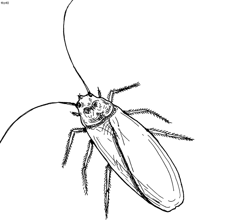 Insects Animal Coloring Pages, Insects Top 20 Coloring Pages, Free 