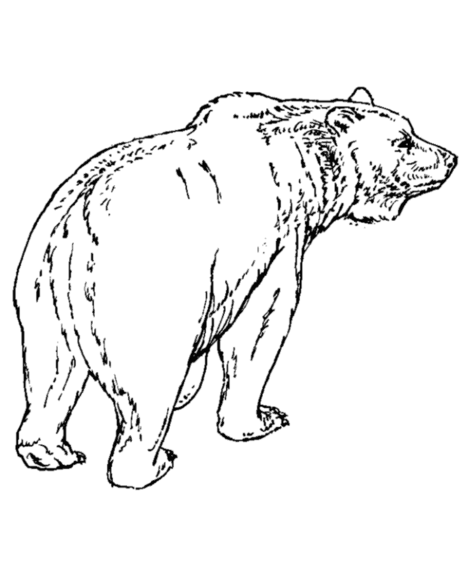 Wild Animal Coloring Pages | Bear Coloring Page and Grizzly Bear 