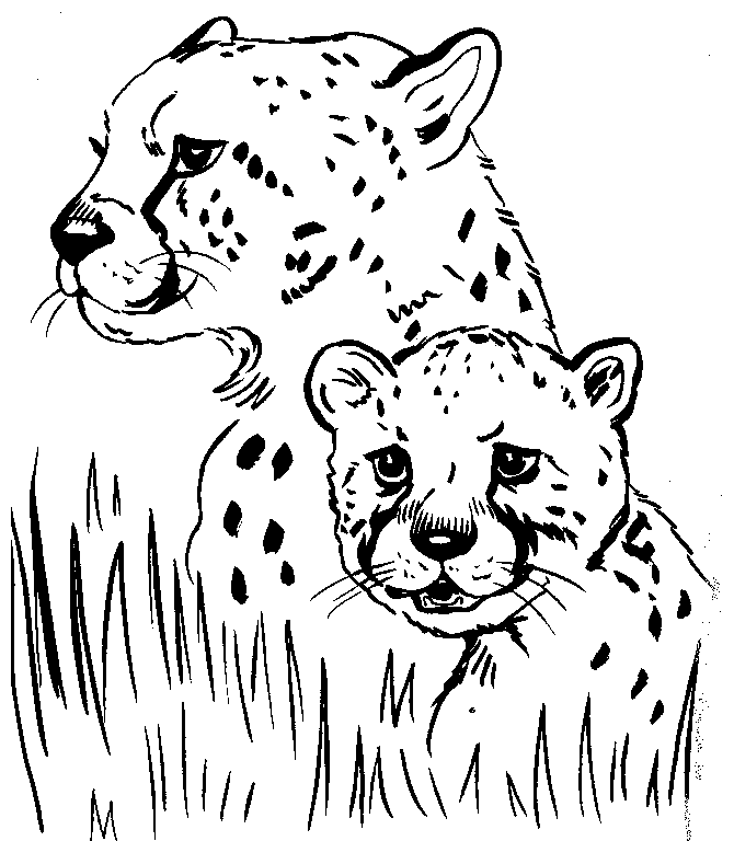 Cheetah Coloring Template - Kids Colouring Pages