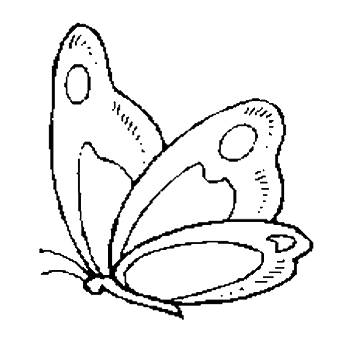 fluttering-butterfly-coloring-pages.gif gif by tiara_cewexkomet 