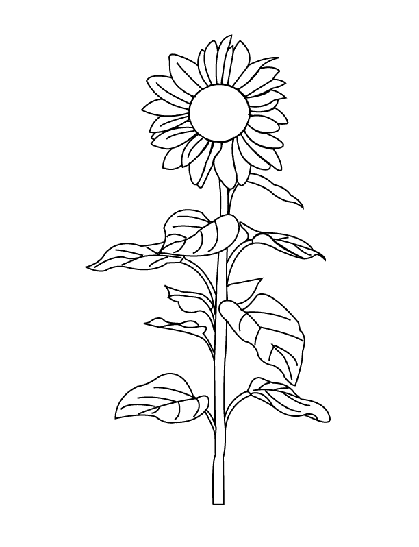 Sunflower Pictures To Color