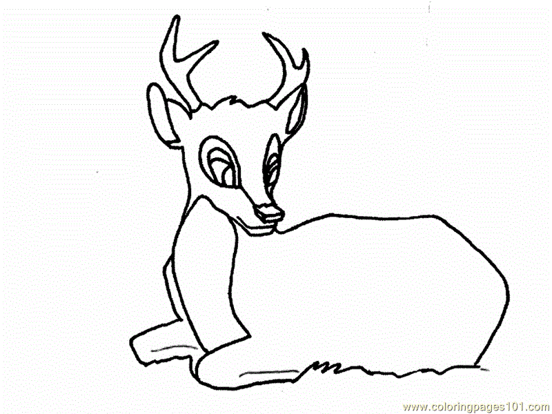 big eyed animals Colouring Pages