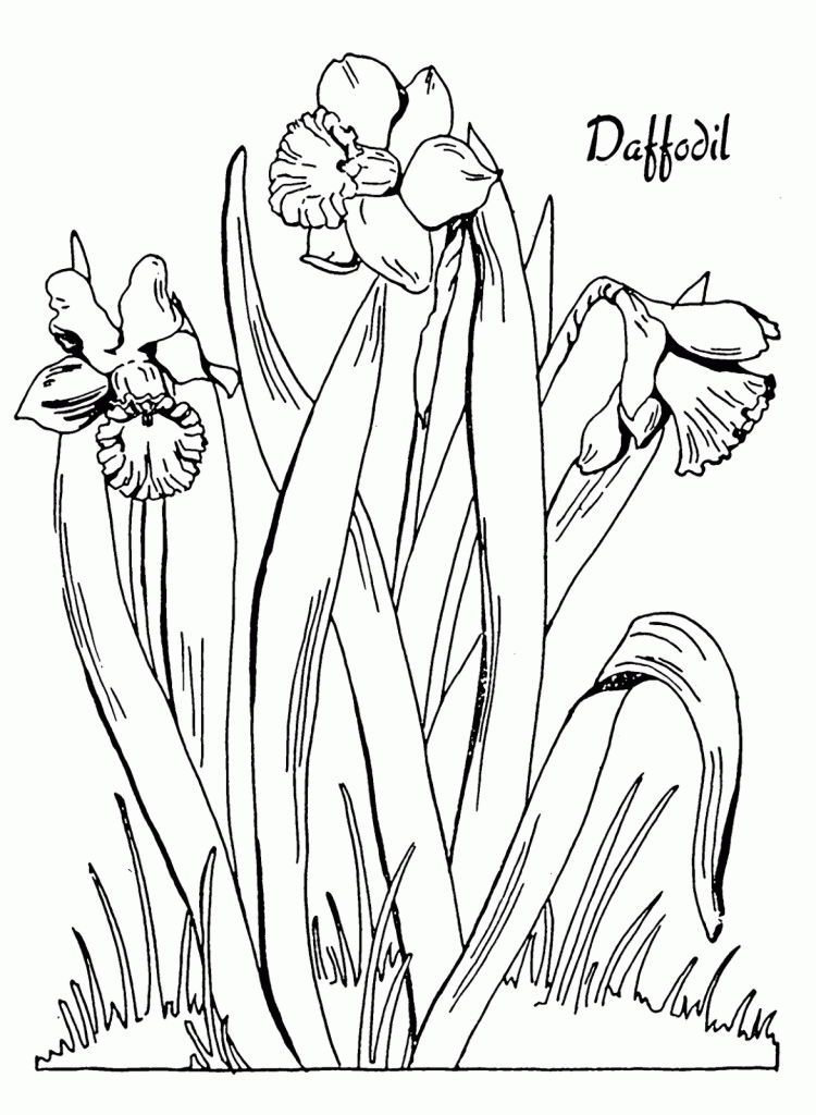 Best Coloring Page Daffodil Graphics Fairysm | Laptopezine.